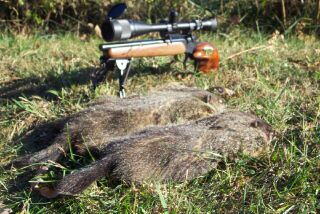 Two fat Woodchucks fall to the Bellm 22mag.